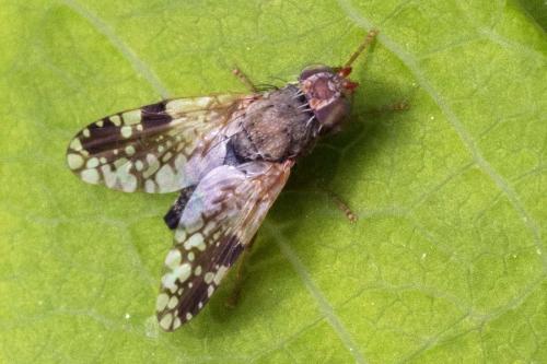 Réf. 181 046 : Tephritis neesii