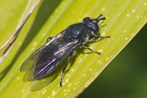 Réf. 181 233 : Pipiza noctiluca