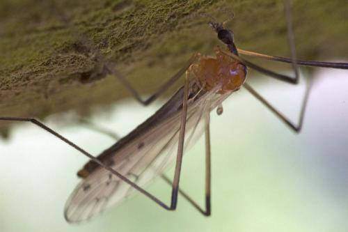 Réf. 181 437 : Limonia nigropunctata