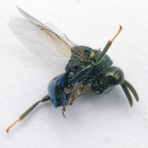 Perilampus sp.