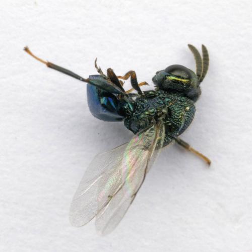 Perilampus sp.