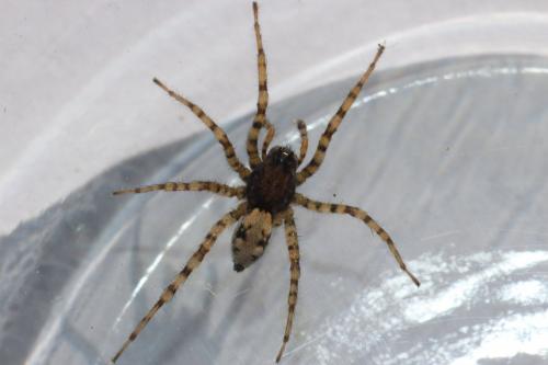 Arctosa perita
