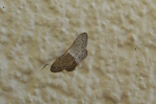 Idaea seriata