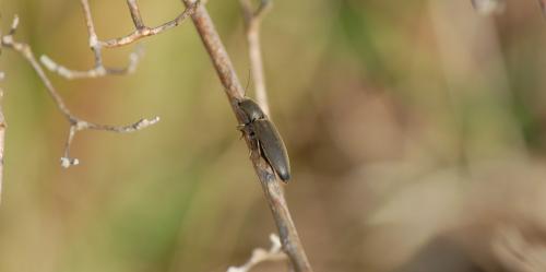 Réf. 181 473 : Agriotes pilosellus