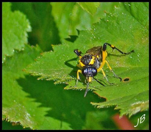 Macrophya montana