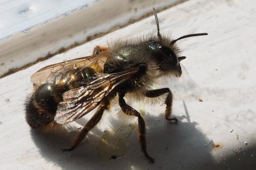 Réf. 181 854 : Osmia bicornis