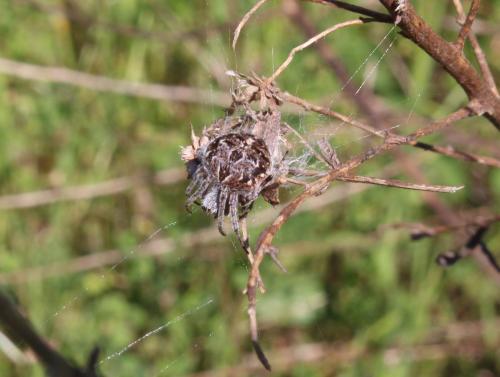 Agalenatea redii