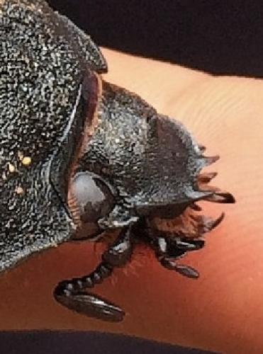 Megasoma sp.