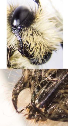 Andrena sp.