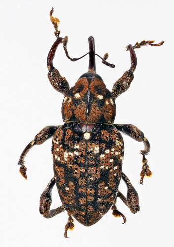Réf. 181 467 : Marshallius contaminatus