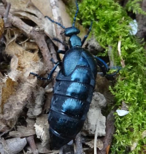 Réf. 181 377 : Meloe violaceus