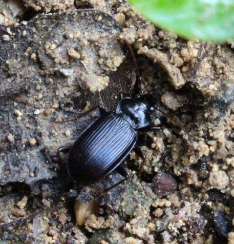 Nebria brevicollis