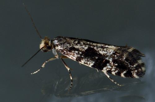 Réf. 181 772 : Nemapogon granella