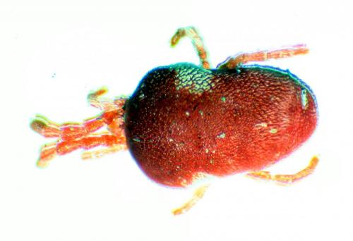 Réf. 181 393 : Paratrombium sp.