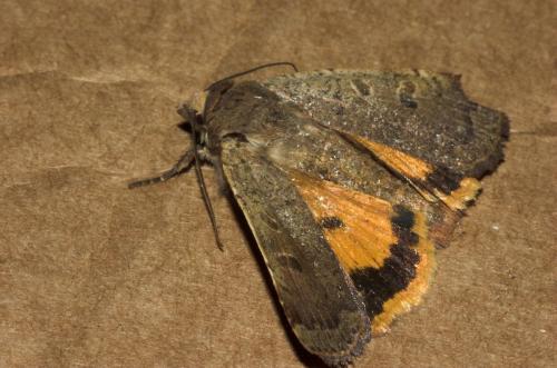 Noctua Comes Papillon De Nuit Inconnu Le Monde Des Insectes Noctua Comes Papillon De Nuit Inconnu Le Monde Des Insectes