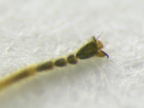 Réf. 181 675 : Microchrysa polita