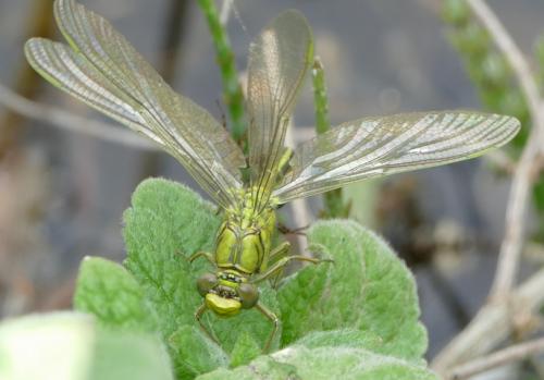 Gomphus pulchellus