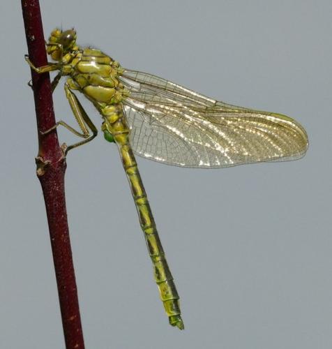 Gomphus pulchellus