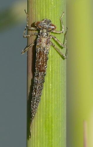 Coenagrion puella