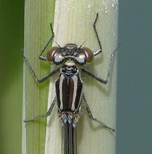 Coenagrion puella