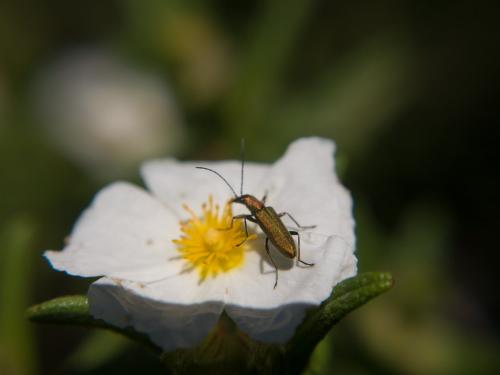 Chrysanthia viridissima