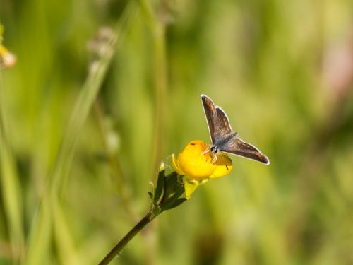 Aricia agestis