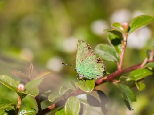 Callophrys rubi