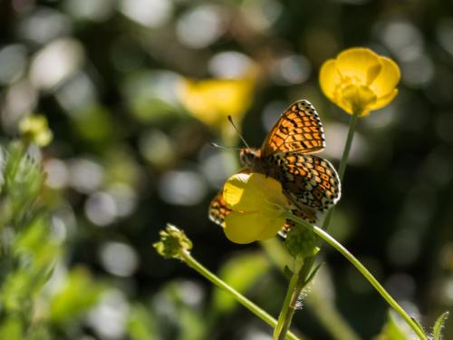 Melitaea cinxia
