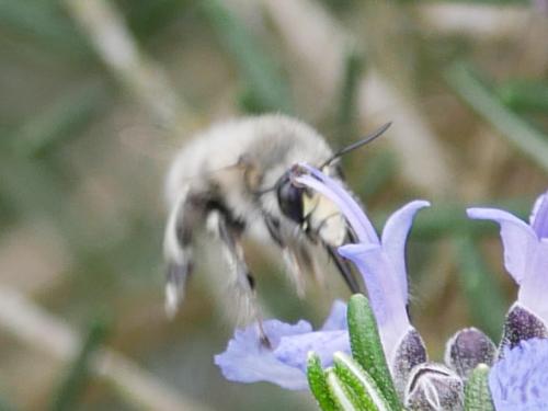 Anthophora plumipes