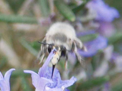Anthophora plumipes