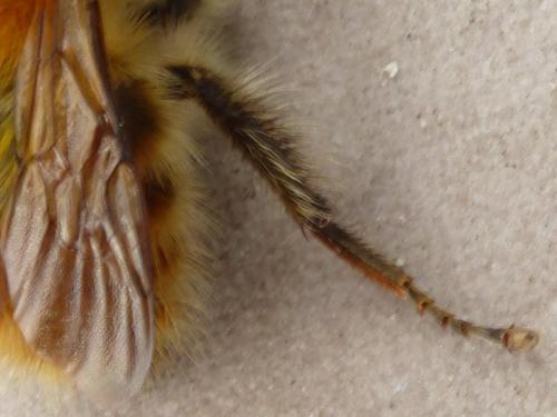 Bombus pascuorum