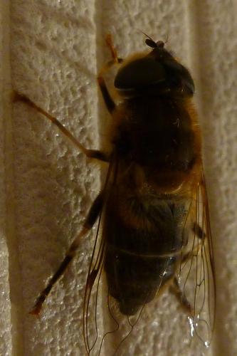 Eristalis pertinax