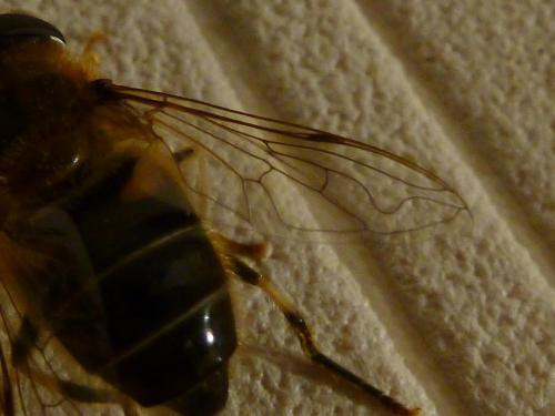 Eristalis pertinax