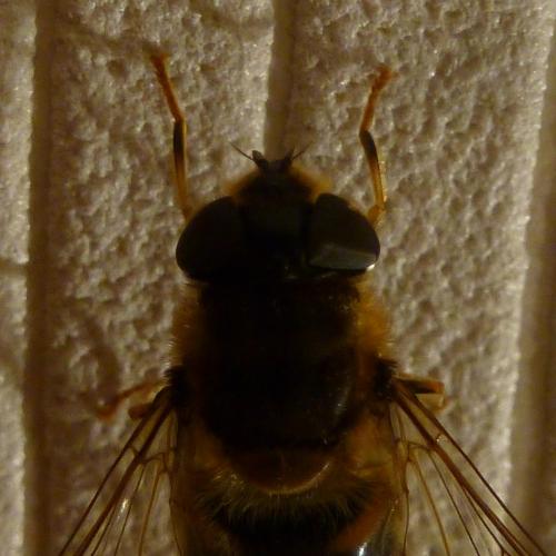 Eristalis pertinax