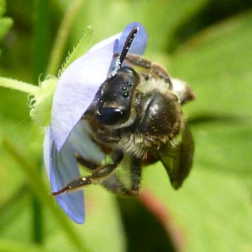 Andrena labiata