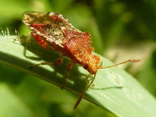 Rhopalus subrufus