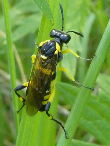 Réf. 181 332 : Macrophya montana