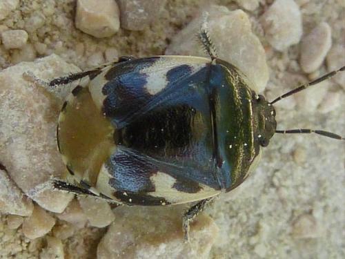 Réf. 181 408 : Tritomegas bicolor