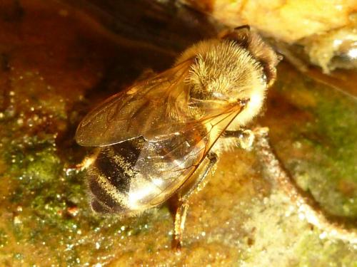 Apis mellifera