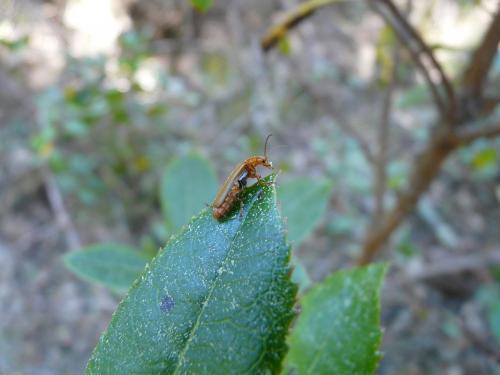 Réf. 181 432 : Cantharis sp.