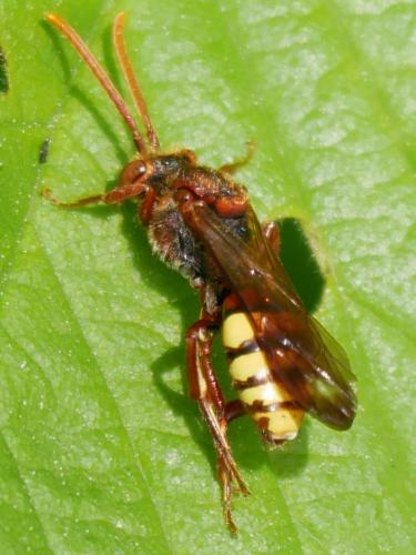 Nomada (flava-panzeri)