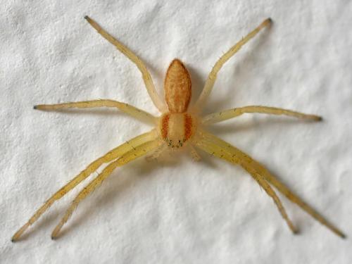 Philodromus sp.
