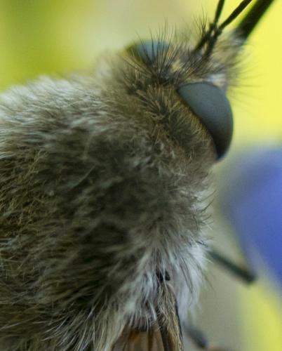 Bombylius sp.