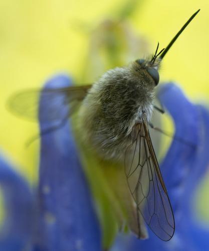 Bombylius sp.