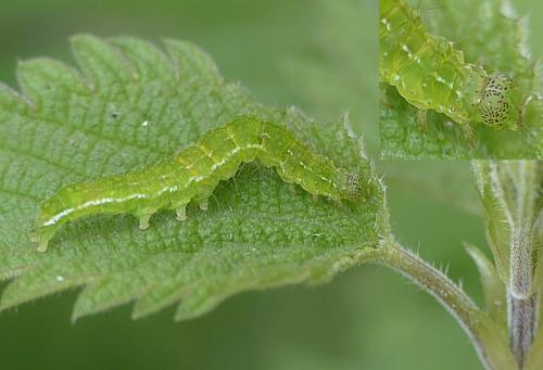 Réf. 181 801 : Hypena proboscidalis