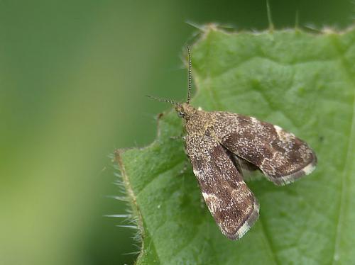 Anthophila fabriciana
