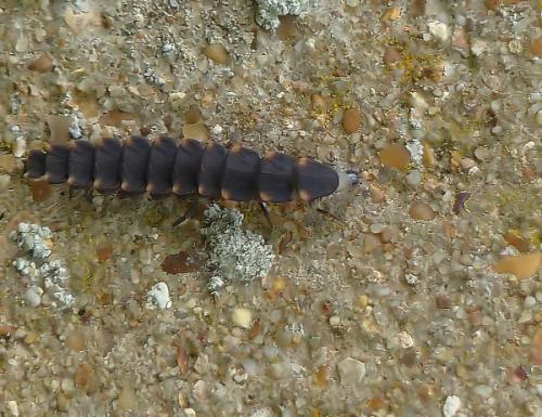 Lampyris noctiluca