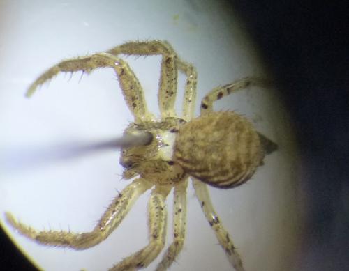 Xysticus sp.