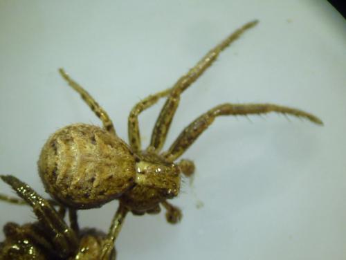Xysticus sp.