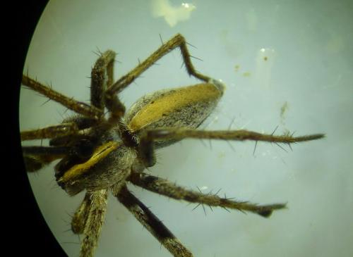 Réf. 181 029 : Pisaura mirabilis